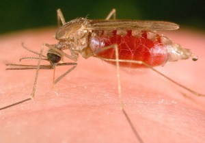 Malaria threat and gene therapy